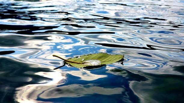 istock Leaf with water droplet floating on lake 1279415556