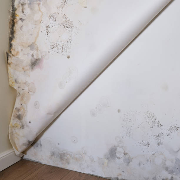 istock Wallpaper with mold has moved away from the wall 1279415689