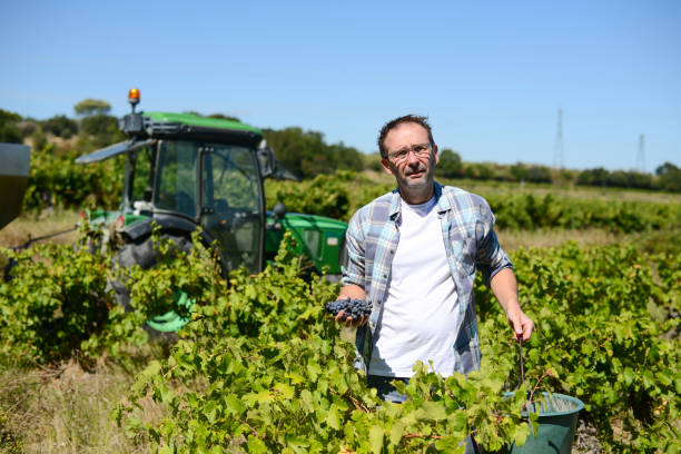 istock handsome senior man winemaker in his vineyard picking grapes during wine harvest 1279415763