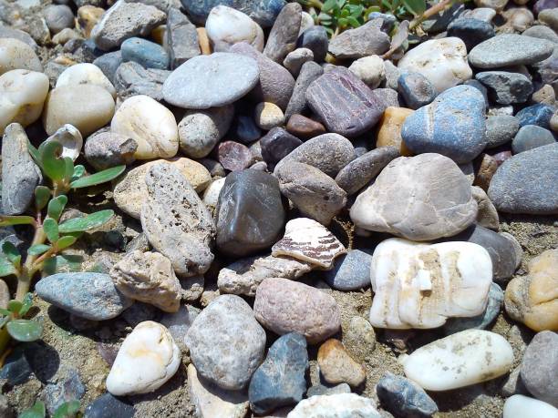 istock Shell plain white - brown. Stones of different shapes and colors on the beach 1279415948