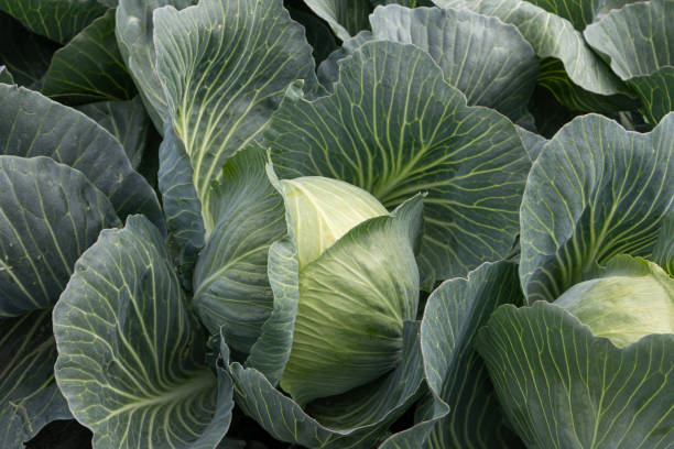 Growing and harvesting pointed cabbage Growing and harvesting pointed cabbage on the North Holland clay in the Netherlands, a typical Dutch product white cabbage stock pictures, royalty-free photos & images