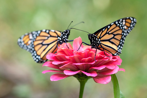A pair of monarch butterflies on a zinnia