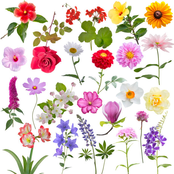 istock Set of different flowers isolated on white background 1279420458
