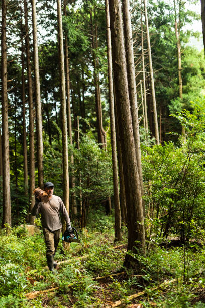 istock Man carrying a log in forest with chainsaw 1279421324