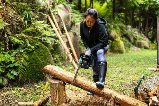 Cutting trees in forest with chainsaw A Japanese woman cutting a log with a chainsaw to make firewood for winter. pine tree lumber industry forest deforestation stock pictures, royalty-free photos & images