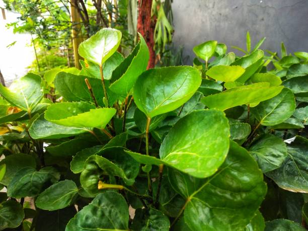 Polyscias scutellaria ornamental plants and medicinal plants are relatively popular in Indonesia. Its name refers to its curved, bowl-like leaves.green leaves and botanical garden