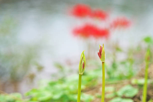 Bud of the cluster amaryllisHiganbana Buds