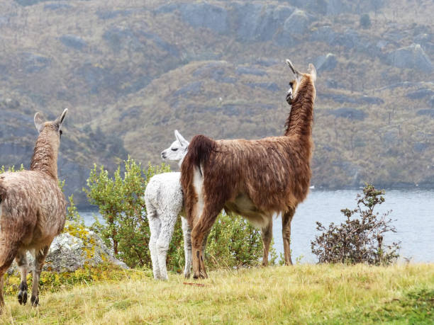 istock Llamas in Cajas National park, Ecuador 1279424809