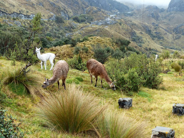 istock Llamas in Cajas National park, Ecuador 1279424813