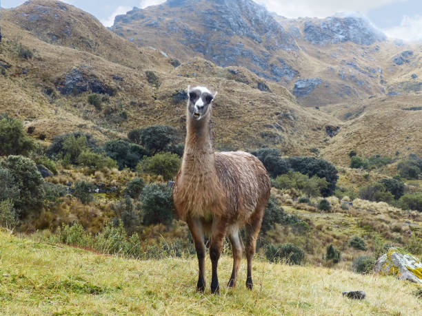 istock Llamas in Cajas National park, Ecuador 1279424815