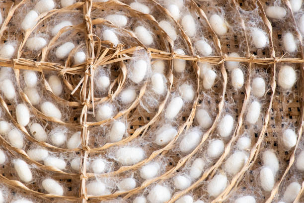Closed up of group white cocoon of silk worm in weave nest background Closed up of group white cocoon of silk worm in weave nest background soft nest stock pictures, royalty-free photos & images
