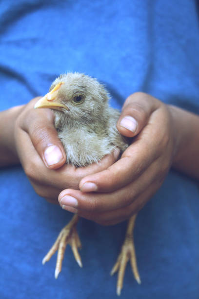 kleiner junge hält ein küken in den händen - baby chicken human hand young bird bird stock-fotos und bilder