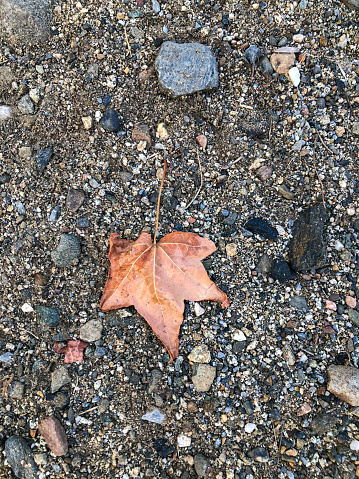A leaf from a maple tree fallen upon dark stone surface