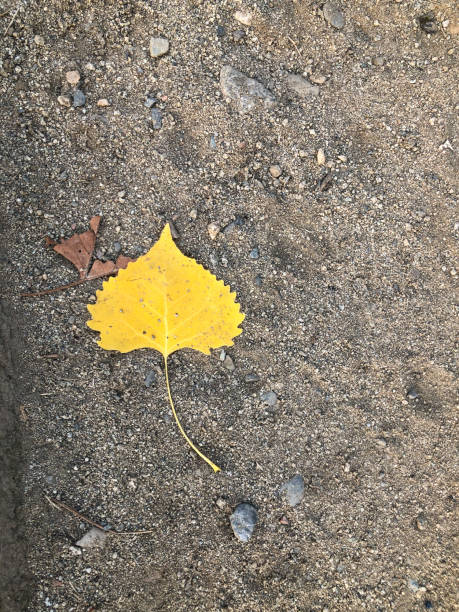 istock Solitary leaf on a sandy shoreline 1279433071