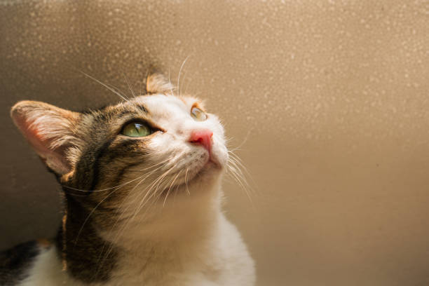istock The cat is sitting and looking up. 1279433215