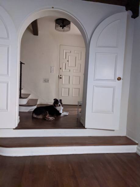 istock Collie Dog under arch in spanish home 1279433903