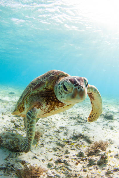 istock Sea Turtle swimming in clear waters up close 1279435637
