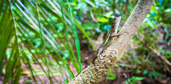 An Agamid lizard hanging out in a tree on Iriomote island in Okinawa appears to be looking at the camera.