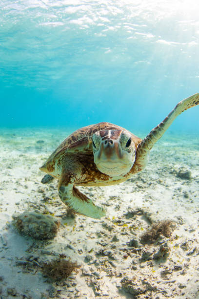 istock Sea Turtle swimming in clear waters up close 1279435643