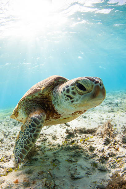 istock Sea Turtle swimming in clear waters up close 1279435646
