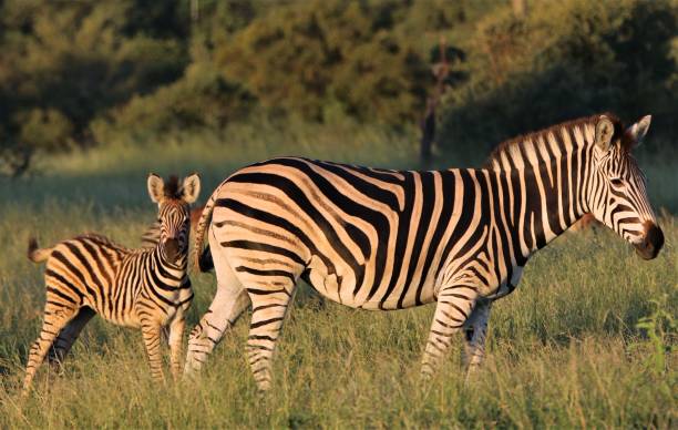 istock Zebra foal in golden hour 1279438306