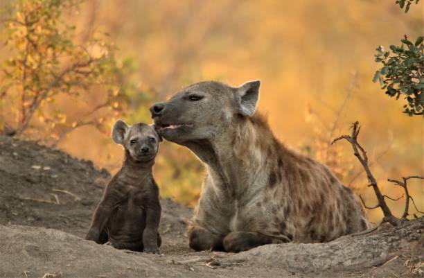 Hyena caring. Hyena mum cleaning her cub. Taken in Greater Kruger. hyena photos stock pictures, royalty-free photos & images
