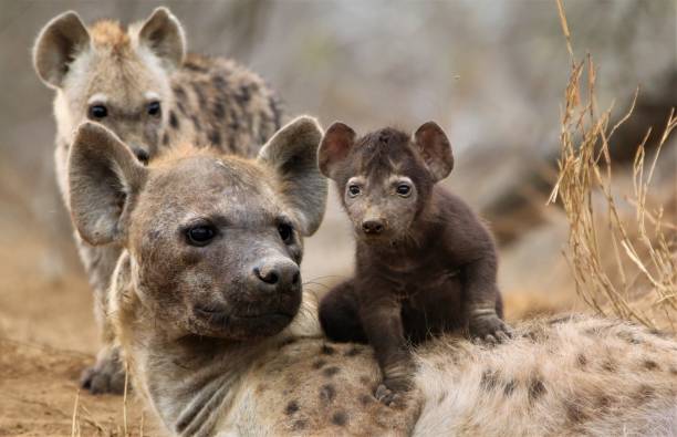 Chilling on mum. Hyena mum and her cubs at their den. hyena photos stock pictures, royalty-free photos & images