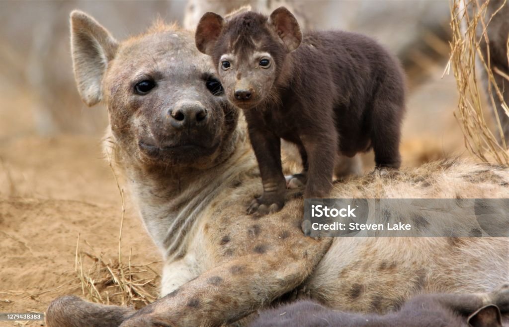 Chilling on mum. Hyena mum and her cub at their den. Hyena Stock Photo