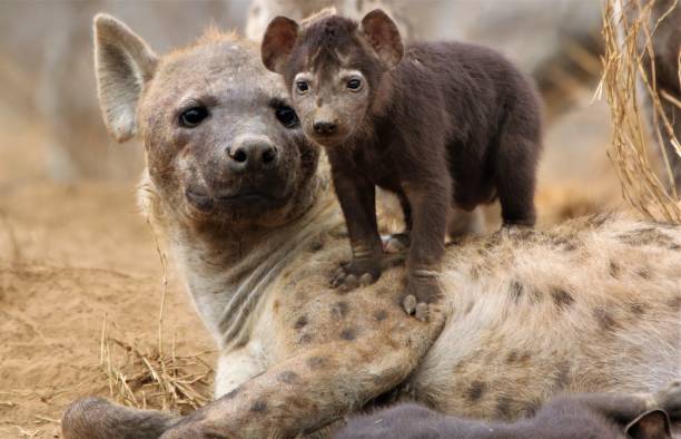 Chilling on mum. Hyena mum and her cub at their den. hyena stock pictures, royalty-free photos & images