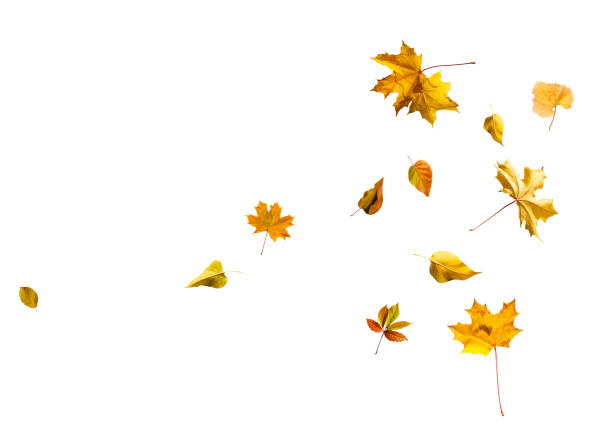 istock Collection of autumn leaves on white background 1279440768