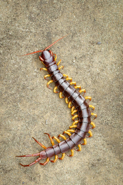 Image of centipedes or chilopoda on the ground. Animal. poisonous animals. Image of centipedes or chilopoda on the ground. Animal. poisonous animals. myriapoda stock pictures, royalty-free photos & images
