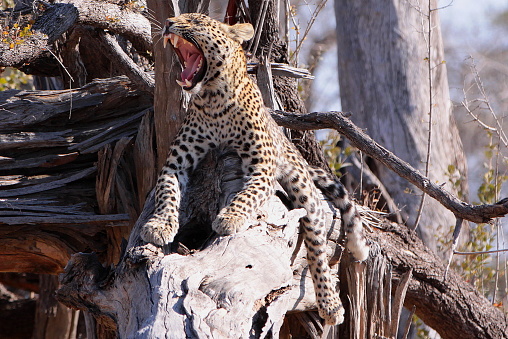 Male leopard photographed in Savuti.