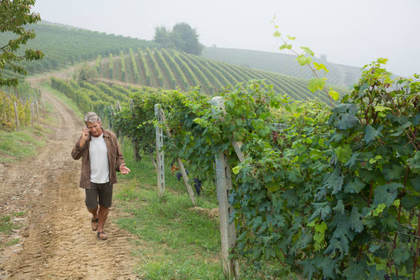 l’homme marche à travers le vignoble, utilisant le téléphone intelligent - footpath field nature contemplation photos et images de collection