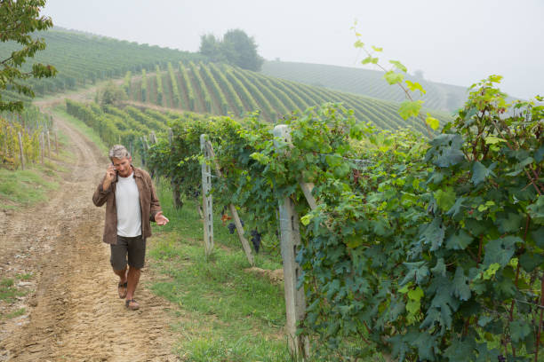 man walks through vineyard, using smart phone - footpath field nature contemplation imagens e fotografias de stock
