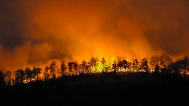 istock forest fire disaster is burning caused by humans 1279445221