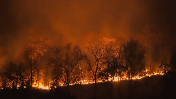 istock forest fire disaster is burning caused by humans 1279445256
