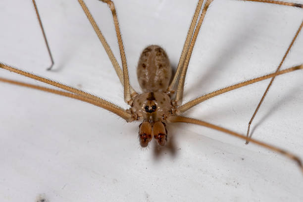 Adult Cellar Spider Cellar Spider of the Family Pholcidae arachnology stock pictures, royalty-free photos & images
