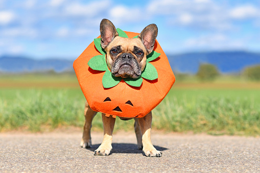 Perro Bulldog francés vestido con divertido traje de Halloween calabaza photo