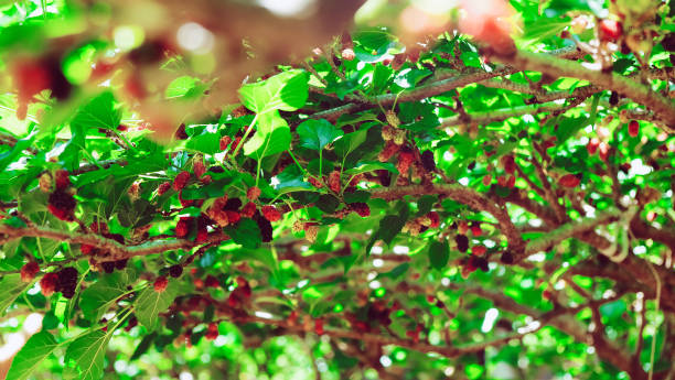 istock Fresh mulberries on the branch in farm 1279447311