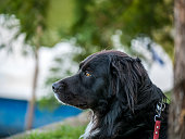 ein-flachbeschichteter-retriever-hund-der-auf-dem-gras-liegt.jpg?b=1&s=170x170&k=20&c=fYnwncsjp6yGV0QmXIxEBONr4i0vIEp2ISM6P4IsHFI=