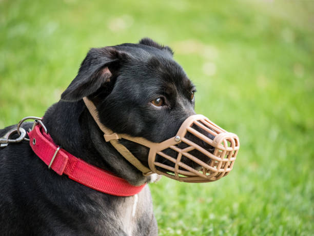 A black mix breed dog with a muzzle (mouth guard) and leash resting on the grass