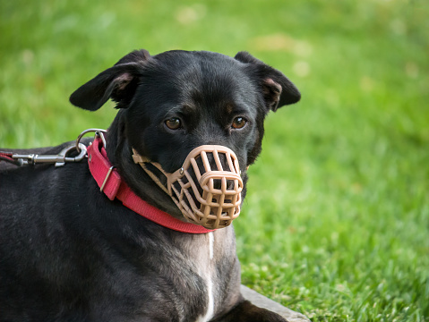 Un perro de raza de mezcla negra con un hocico (protector bucal) y correa descansando sobre la hierba photo