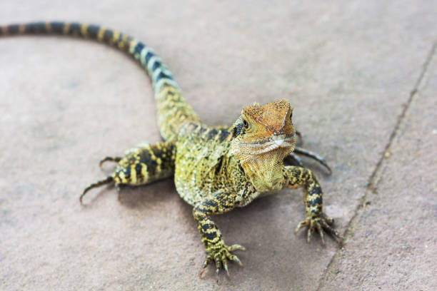 istock Eastern water dragon in Australia wildlife 1279448487