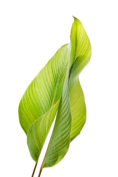 istock Calathea foliage, Exotic tropical leaf, isolated on white background with clipping path 1279448552