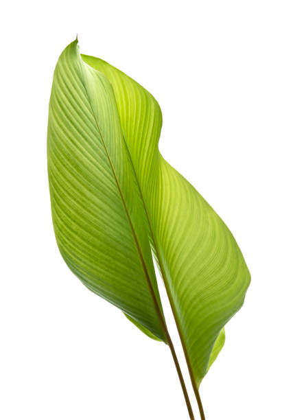 istock Calathea foliage, Exotic tropical leaf, isolated on white background with clipping path 1279448570