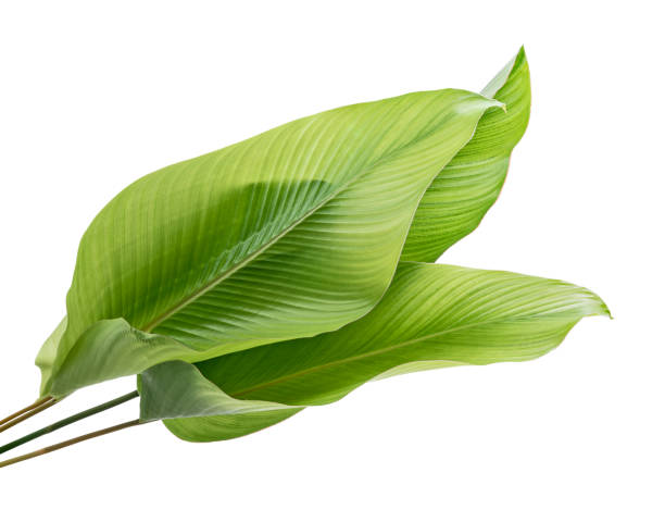 istock Calathea foliage, Exotic tropical leaf, isolated on white background with clipping path 1279448595