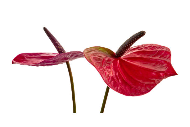 istock Flamingo flower, Anthurium utah flower isolated on white background, with clipping path 1279448596