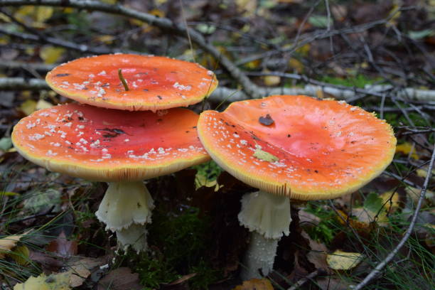 istock trio of fly agarics in the woods 1279449135