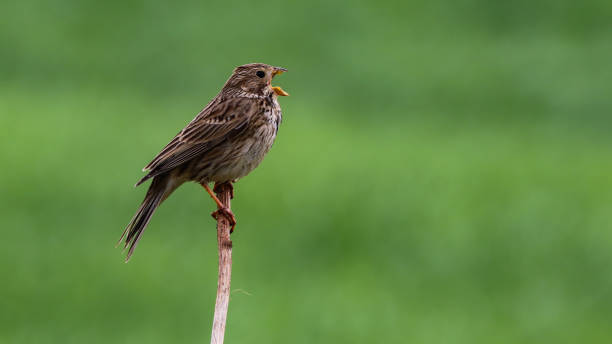 istock Singing bird. Green nature background. Bird: Corn Bunting. 1279450394