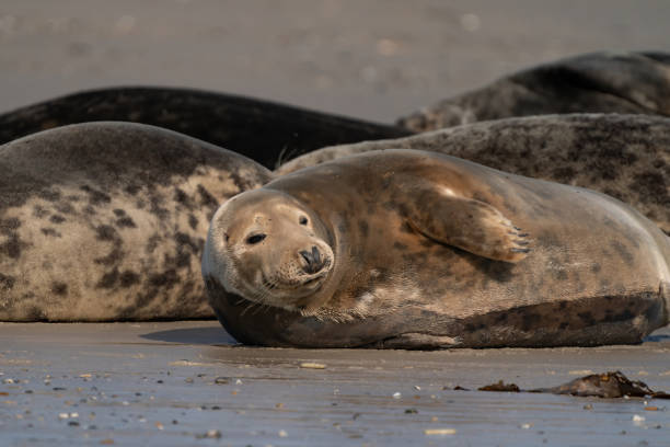 istock Wild Grey seal colony on the beach at Dune, Germany. Group with various shapes and sizes of gray seal 1279450466